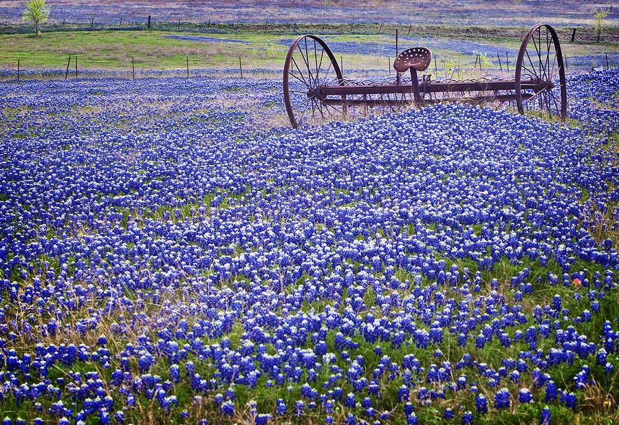 Plow in the Bluebonnet Field Photograph by David and Carol Kelly