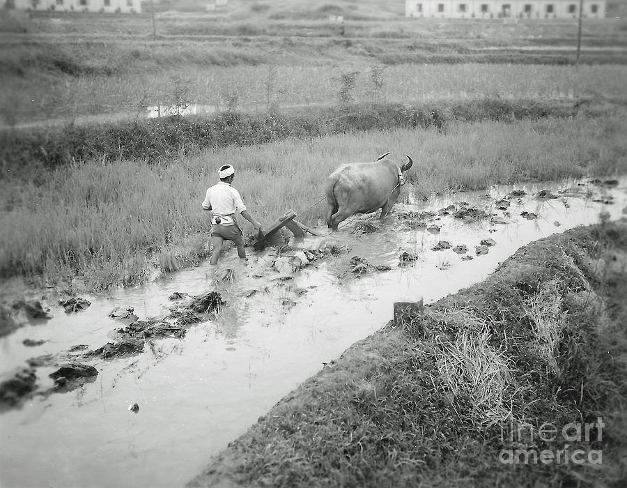 Plowing a rice paddy Photograph by Bob Hislop