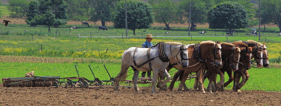 Plowing Season in Lancaster County Photograph by Stephen Hobbs - Fine ...