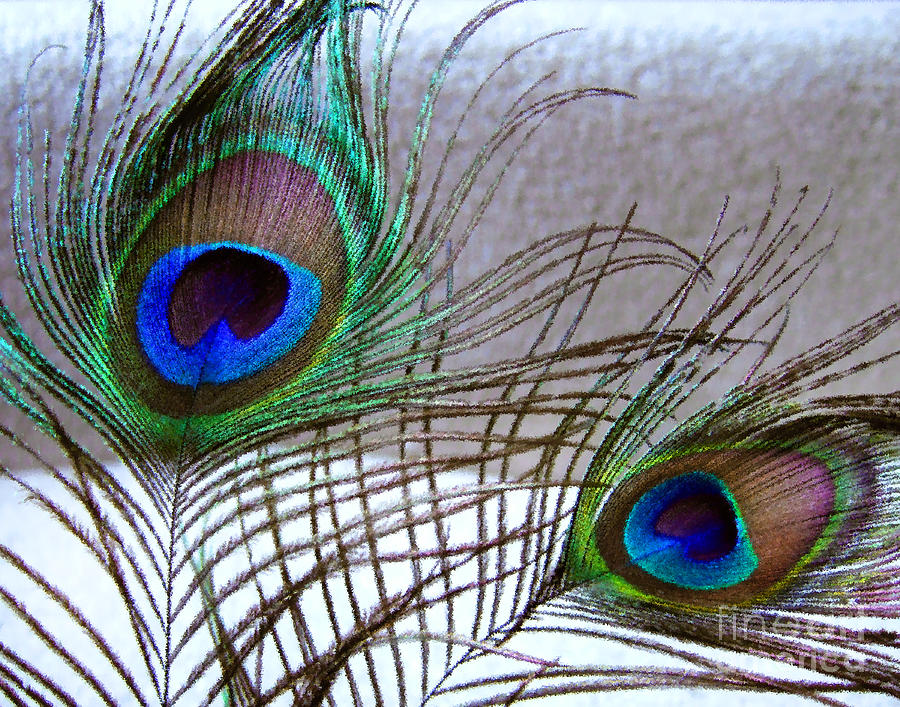 Peacock Painting - Plucked From Life by Peter Piatt