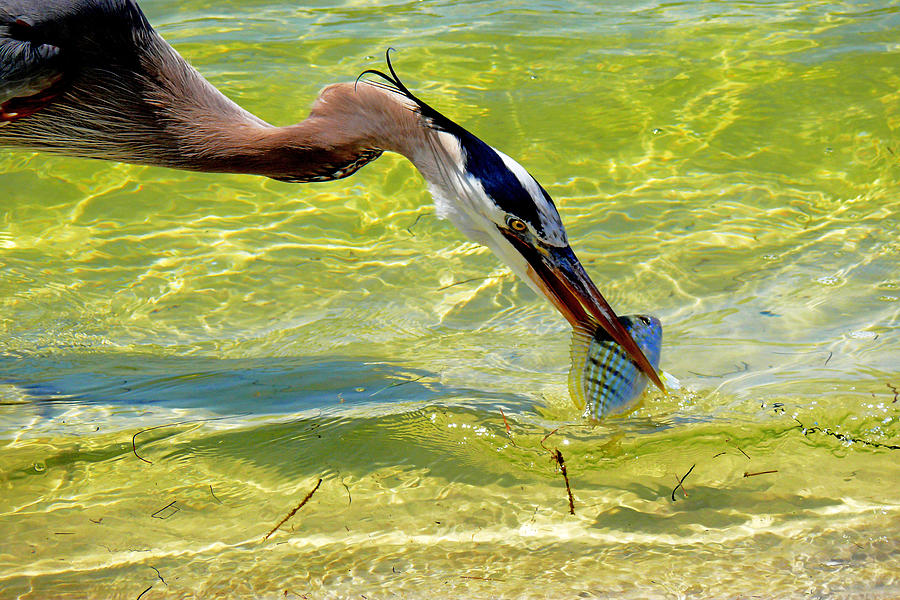 Heron Photograph - Plucked from the sea by Stuart Harrison