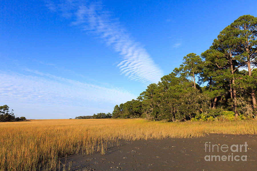 Pluff Mud Photograph - Pluff mud and salt marsh at Hunting Island State Park by Louise Heusinkveld