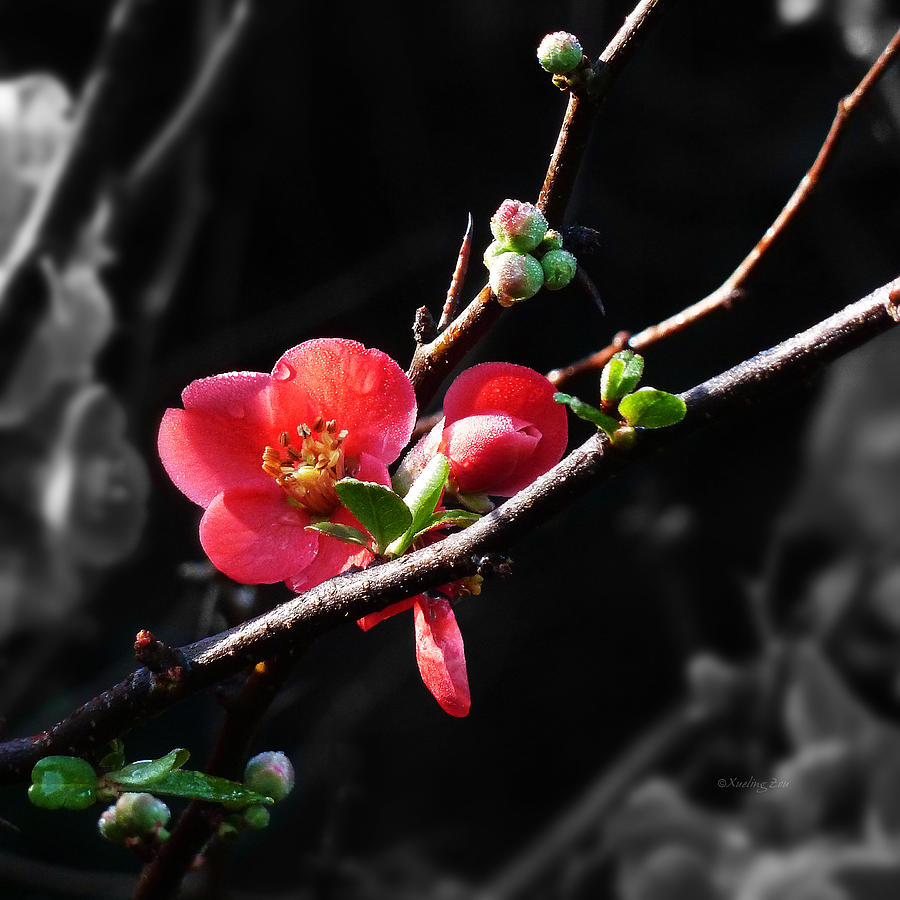 Plum Blossom 3 Photograph by Xueling Zou