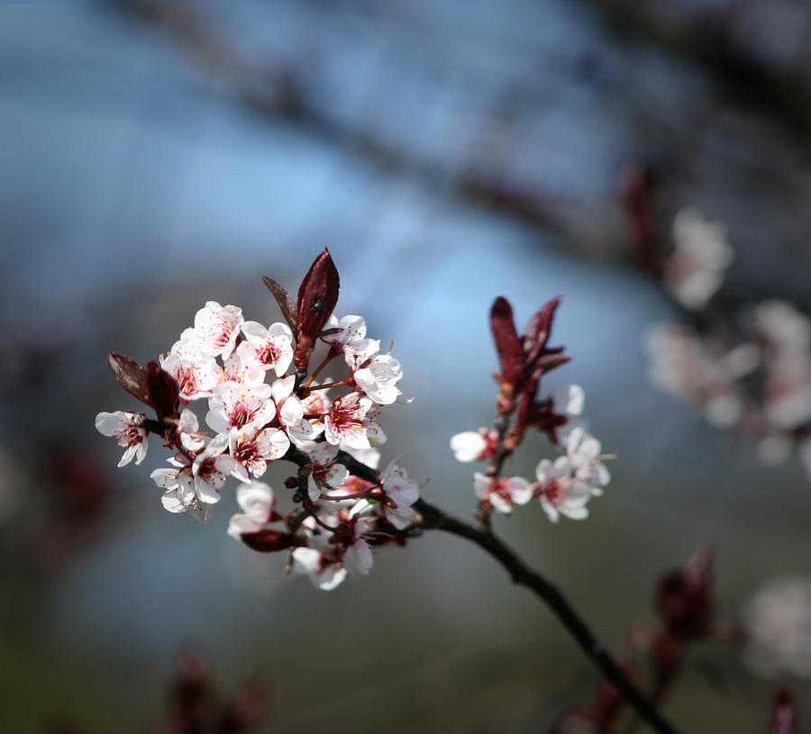 Plum Blossom  Photograph by Dale Bradley