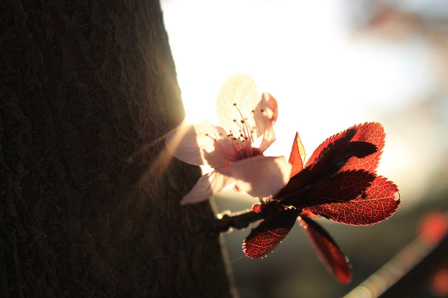 Tree Photograph - Plum Blossom by Stella Robinson