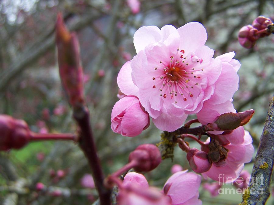 Plum Blossom Photograph by Vicki Maheu