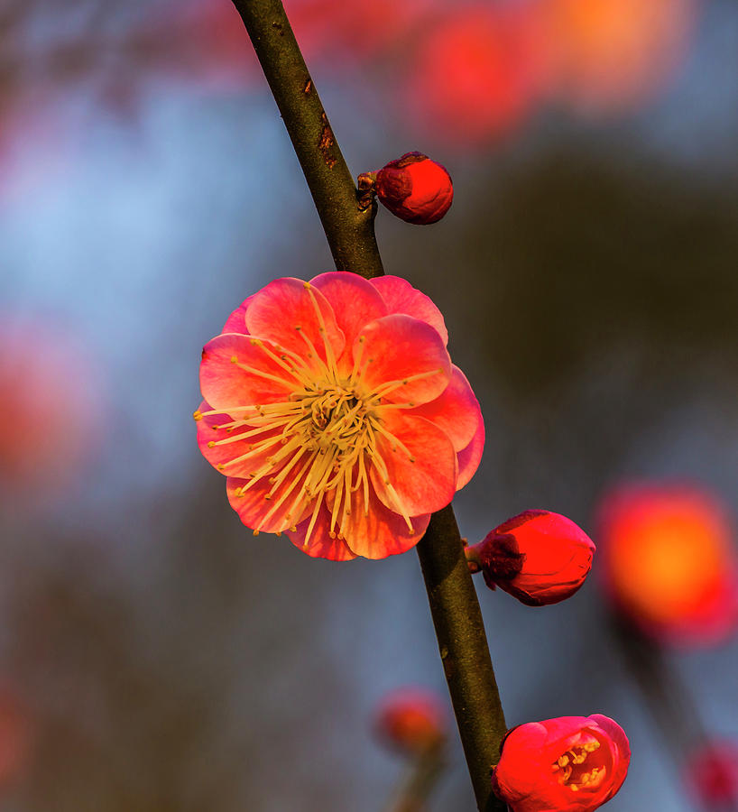 Spring Photograph - Plum Blossom, West Lake Jiangsu by William Perry