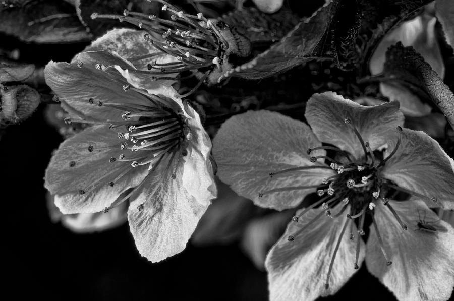 Plum blossoms   Black   White Photograph by Robert Culver