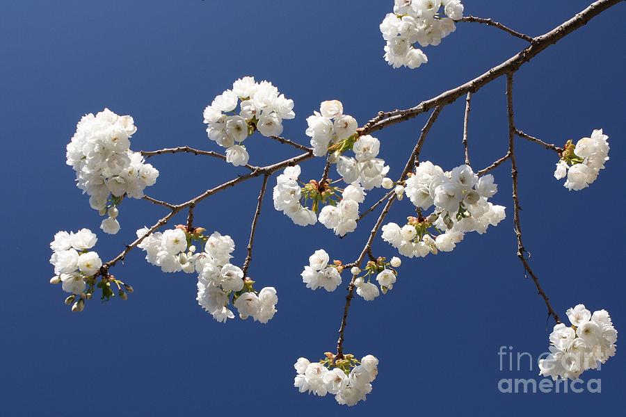 Plum Blossoms 2 Photograph by Vicki Maheu