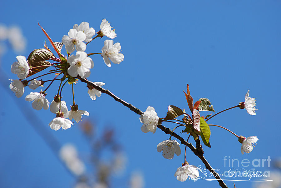 Plum Blossoms 20120406_132a Photograph by Tina Hopkins