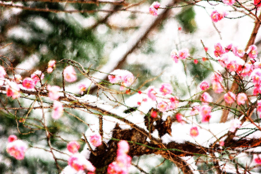Plum Blossoms Covered in Snow Photograph by Beverly Claire Kaiya