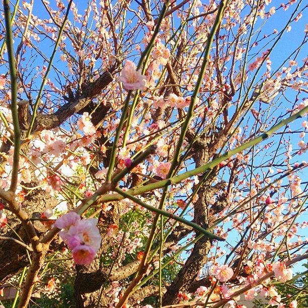 Nature Photograph - Plum Blossoms In The Neighborhood.#plum by Saito Hironobu