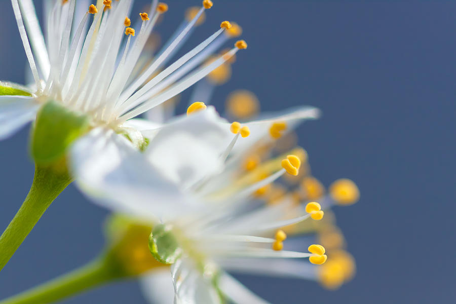 Plum Blossoms Photograph by Jonathan Nguyen