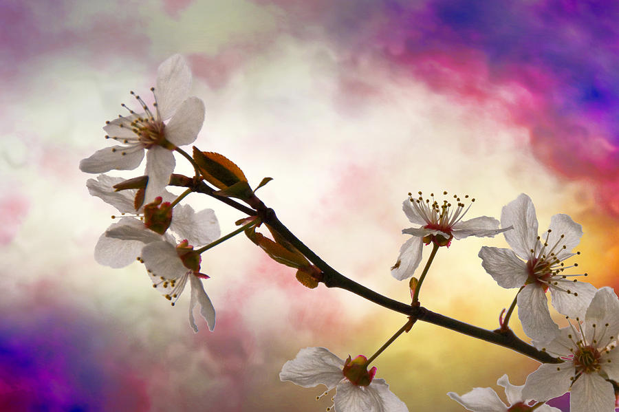 Plum Blossoms Photograph by Larry Goss