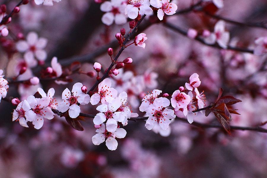 Plum blossoms Photograph by Lynn Hopwood