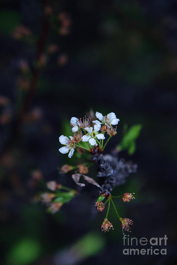 Plum Blossoms Photograph