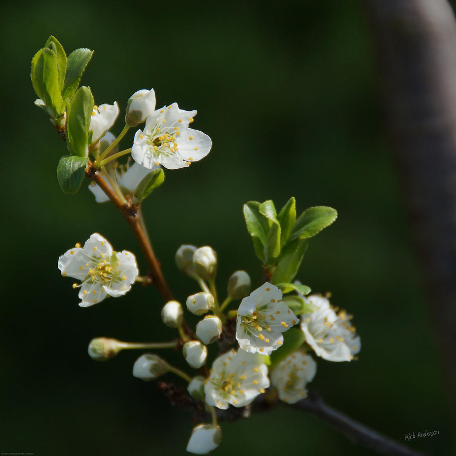 Plum Blossoms Photograph by Mick Anderson