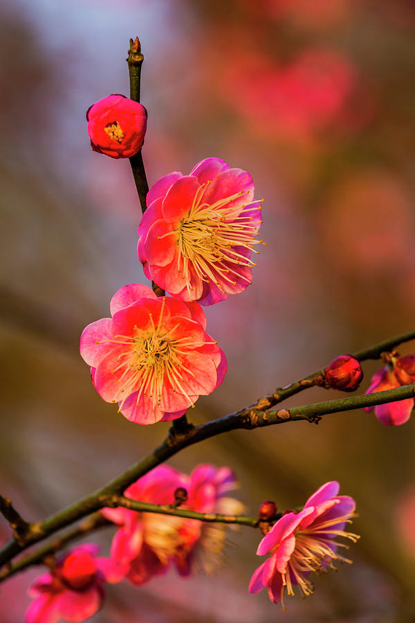 Plum Blossoms: Cảm nhận vẻ đẹp thanh lịch và phóng khoáng của hoa mai thơm vàng ngọc trai trên nền tuyết trắng lấp lánh. Những hình ảnh này sẽ đưa bạn đến giữa không gian xanh mơn mởn, chìm đắm trong hương thơm tự nhiên và cảm nhận được tình yêu đích thực của mùa xuân. Xem ngay để đón mùa xuân sắp tới.