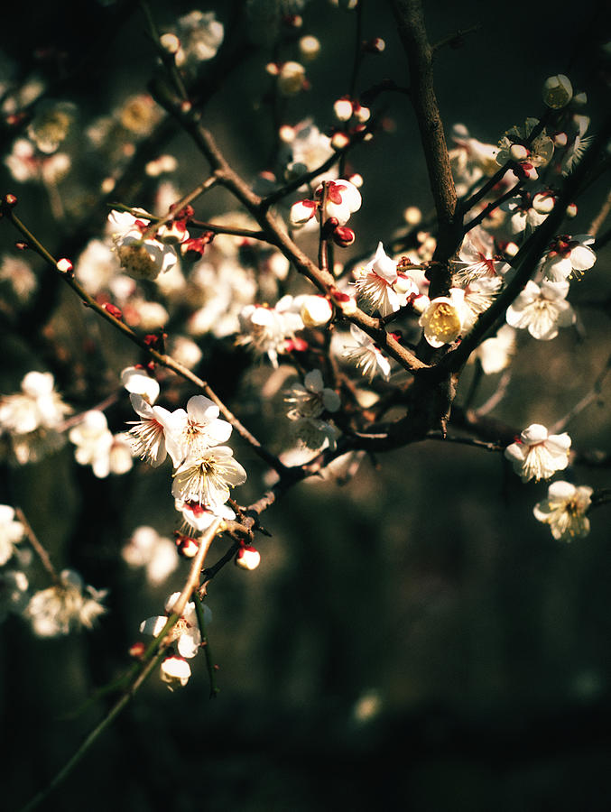Plum Blossoms Photograph by Yuka Kato
