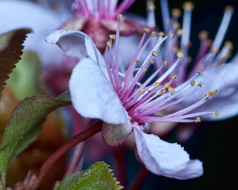 Plum blossoms Photograph by Robert Culver