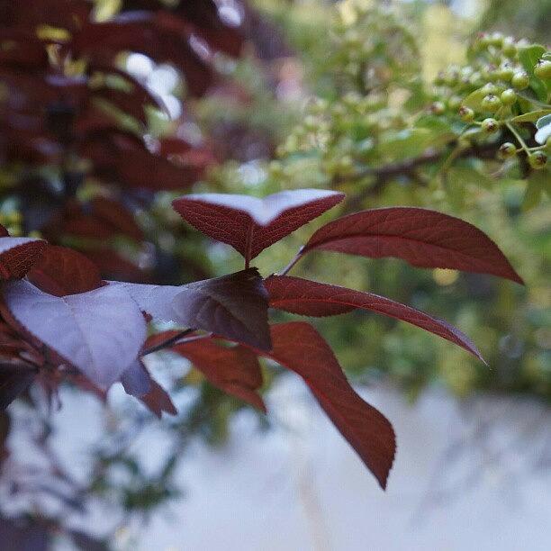 Nature Photograph - Plum colored leaves by Liz Grimbeek