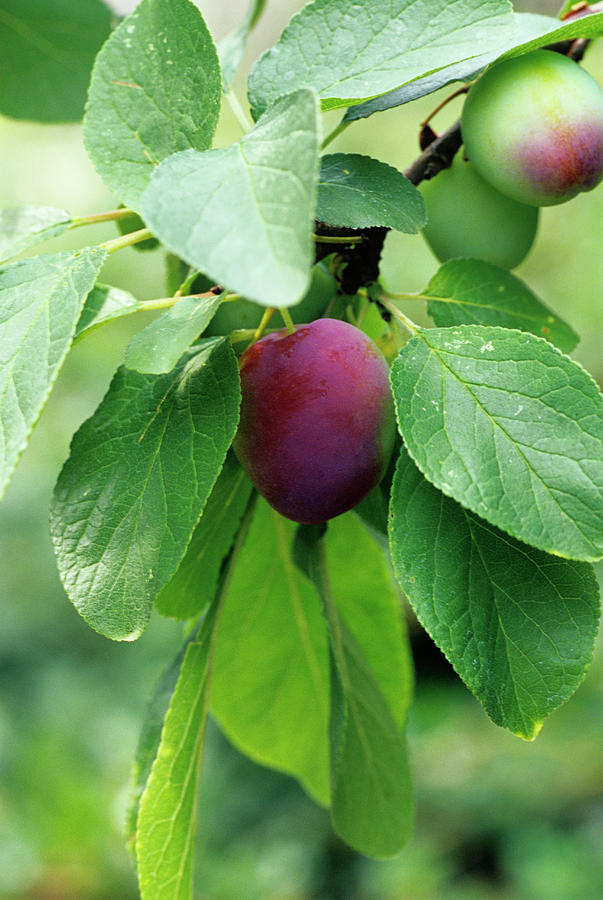 Plum Photograph by Duncan Smith/science Photo Library