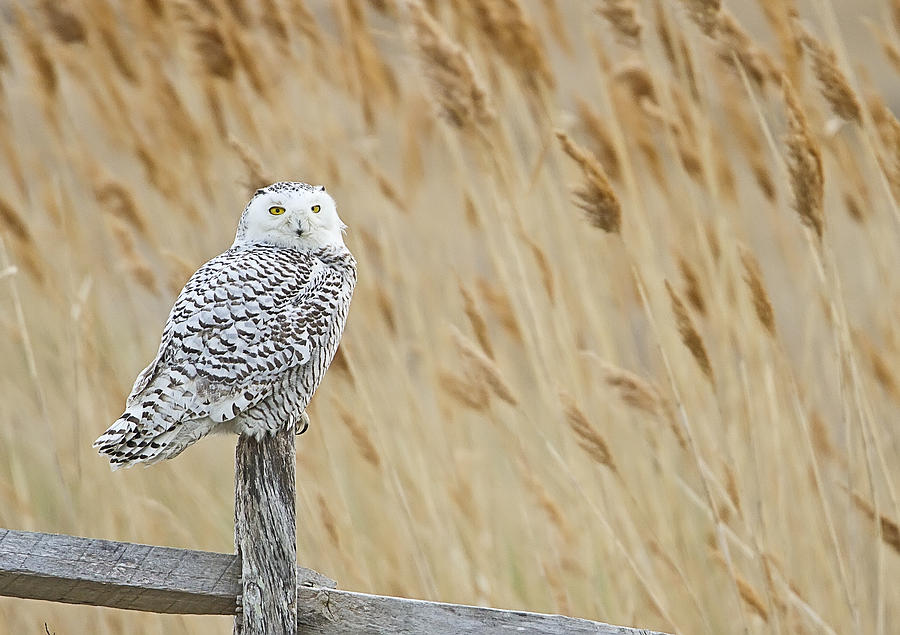 Plum Island Snowy Owl on a Fence Post Photograph by John Vose