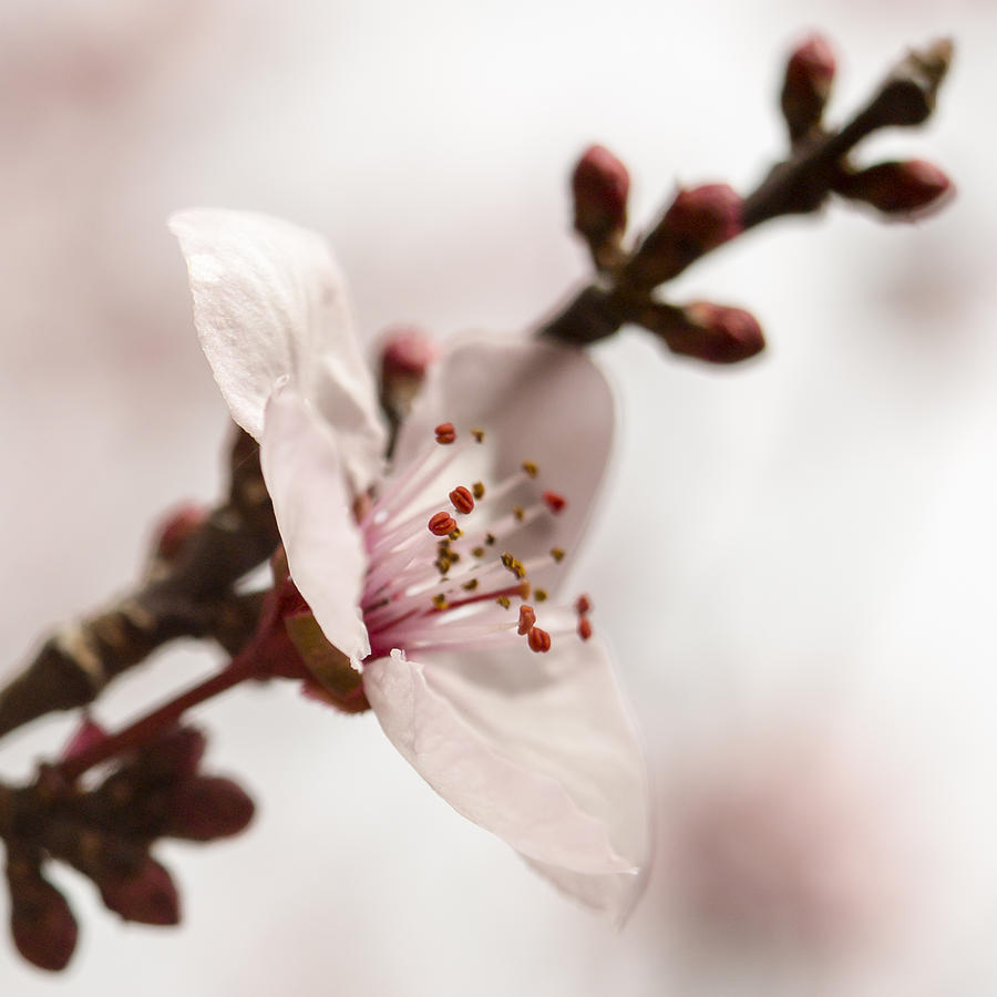Spring Photograph - Plum Pink by Caitlyn  Grasso
