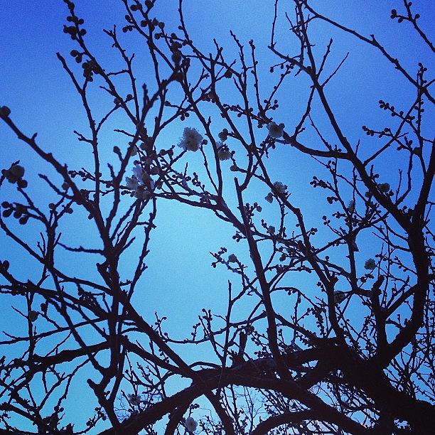 Tree Photograph - #plum #plumtree #plumblossoms #sky #tree by Lie Tzi