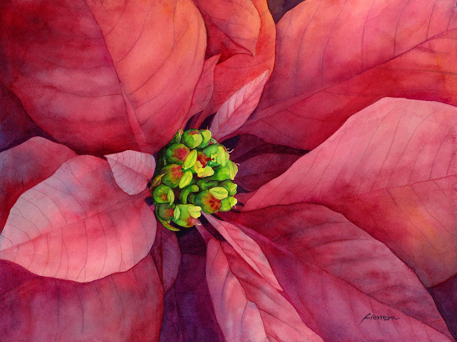 Poinsettia Painting - Plum Poinsettia by Hailey E Herrera Poinsettia Painting - Plum Poinsettia by Hailey E Herrera