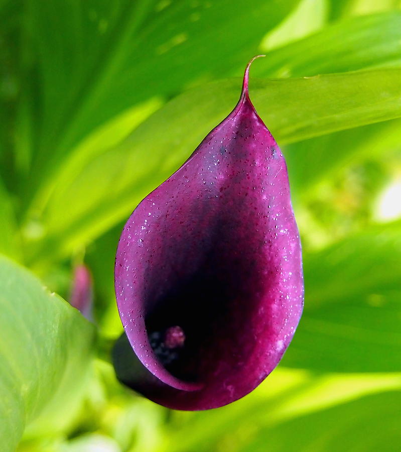 Plum Purple Calla Lilly Flower in the Garden Photograph by Amy McDaniel