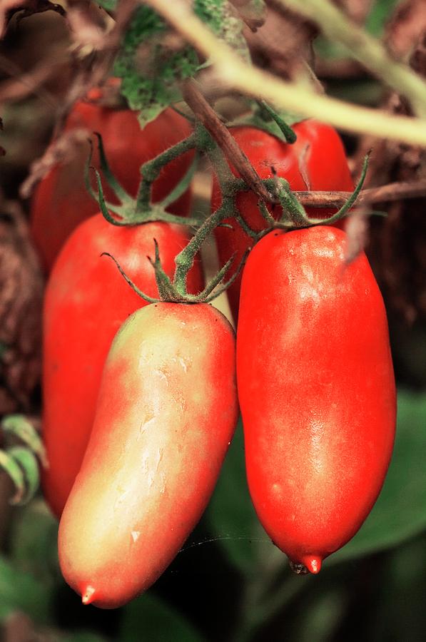 Plum Tomatoes (solanum Lycopersicon) Photograph by Maria Mosolova/science Photo Library