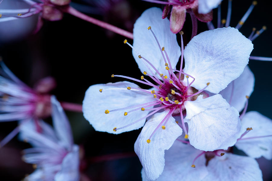 Plum tree blossom III Photograph by Robert Culver