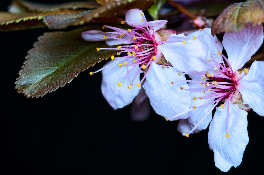 Plum tree blossom IV Photograph by Robert Culver