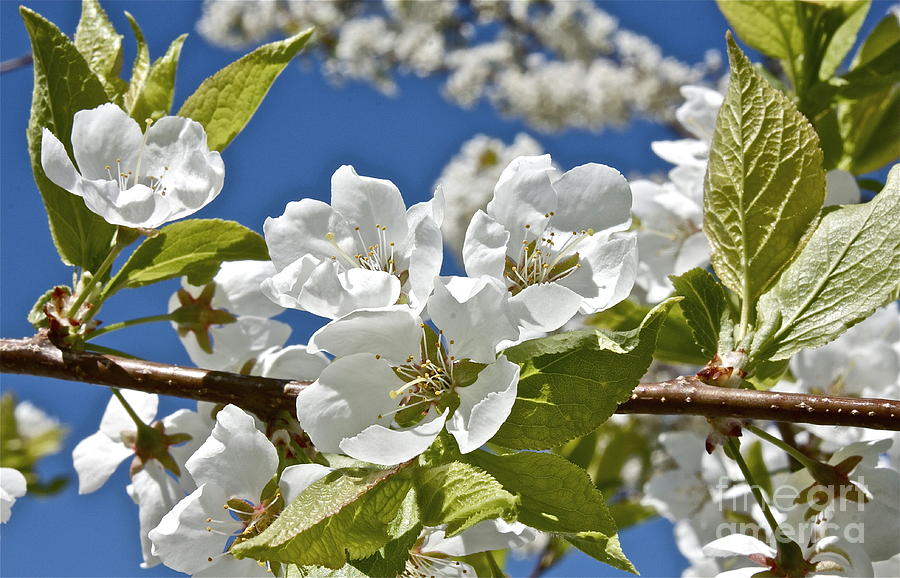 Plum Tree Blossoms Photograph by Linda Bianic