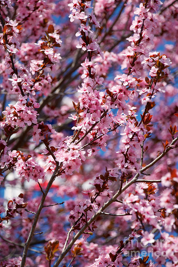 Plum Tree Flowers Photograph by Mark Dodd