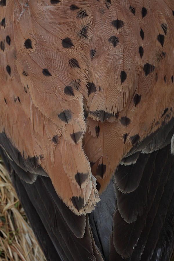 Plumage of a Common Kestrel Photograph by Ulrich Kunst And Bettina Scheidulin