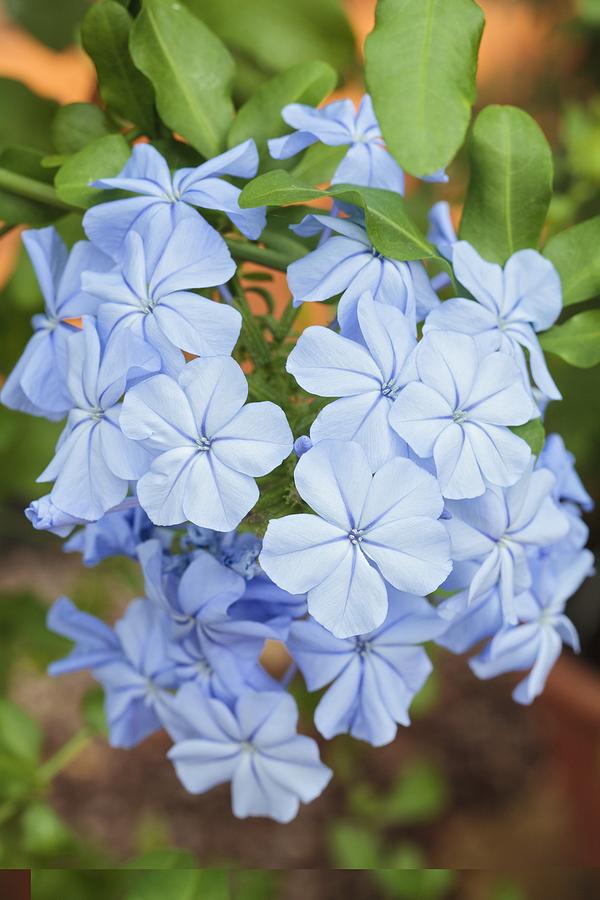 Plumbago auriculata Photograph by Science Photo Library | Fine Art America