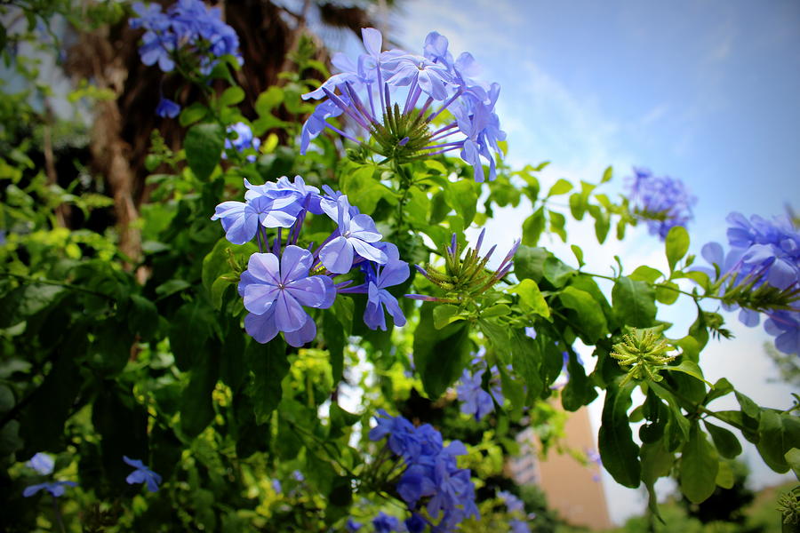 Plumbago Photograph by Beth Vincent