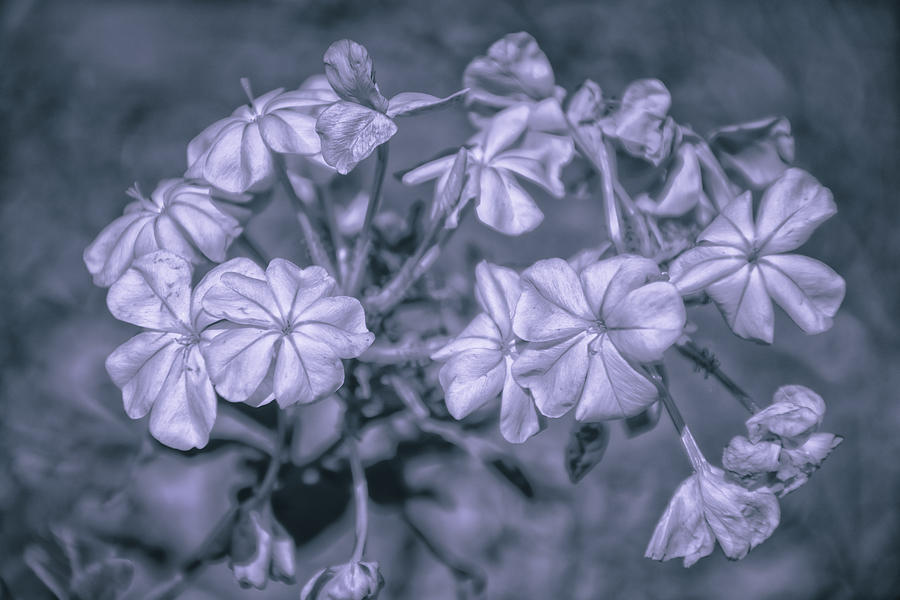 Plumbago Blooms Photograph by Louise Hill