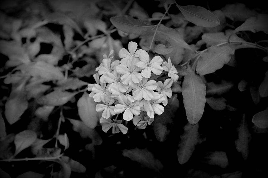 Plumbago bw Photograph by Beth Vincent