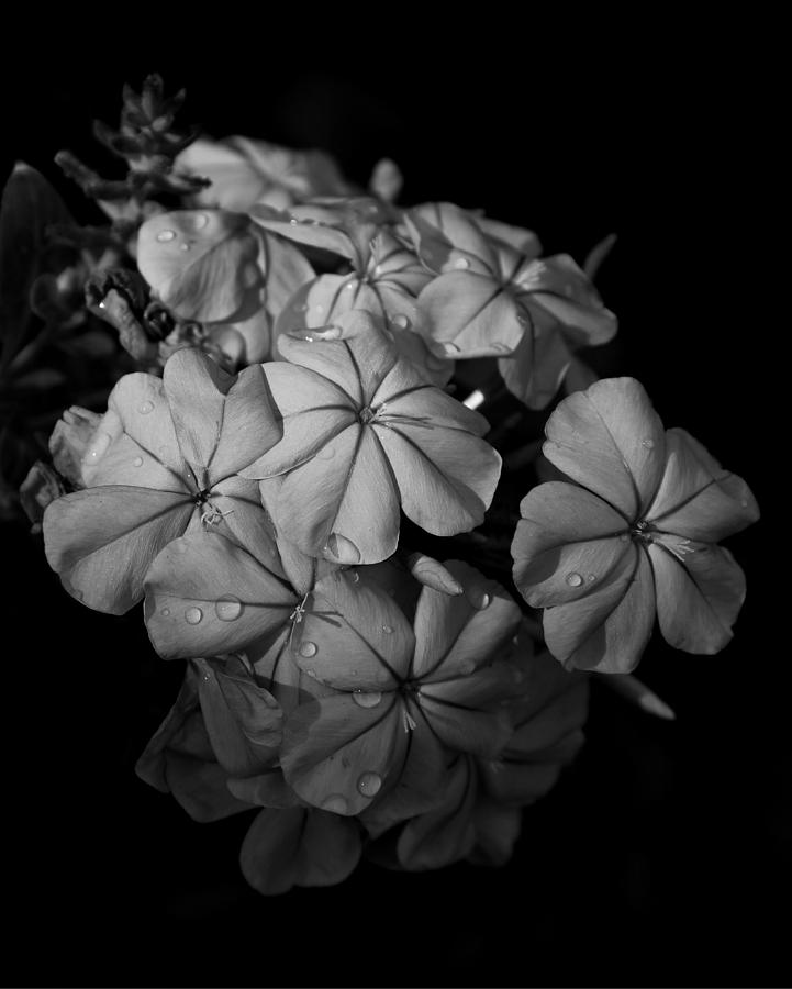 Black And White Photograph - Plumbago Cluster by Erin Tucker