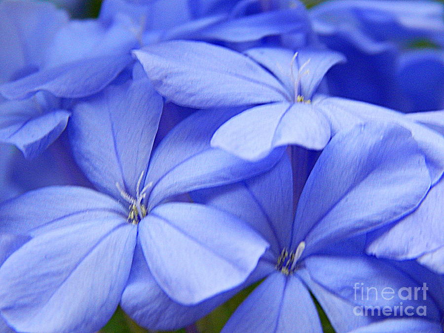 Plumbago Summer Solstice In New Orleans Louisiana Photograph by Michael Hoard