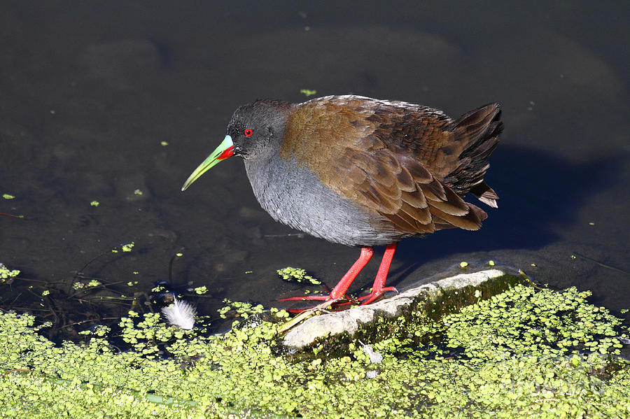 Plumbeous Rail Photograph by James Brunker