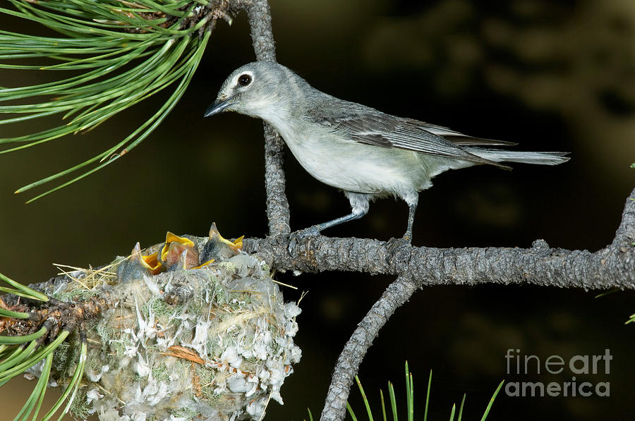Animal Photograph - Plumbeous Vireo With Four Chicks In Nest by Anthony Mercieca