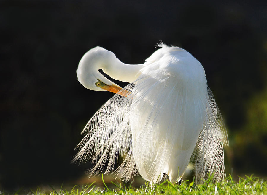 Egret Photograph - Plumed egret preening by David Clode