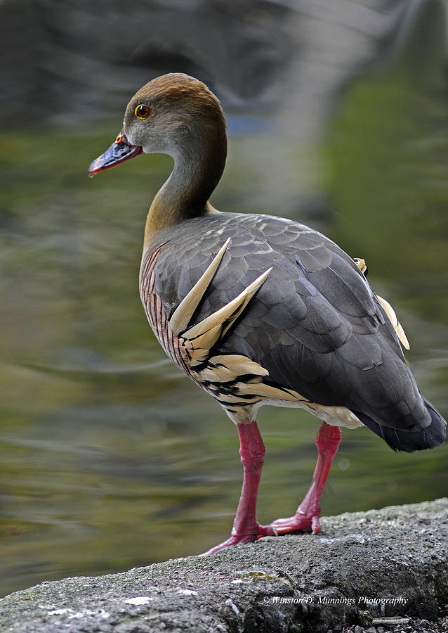 Plumed Whistling Duck Photograph by Winston D Munnings