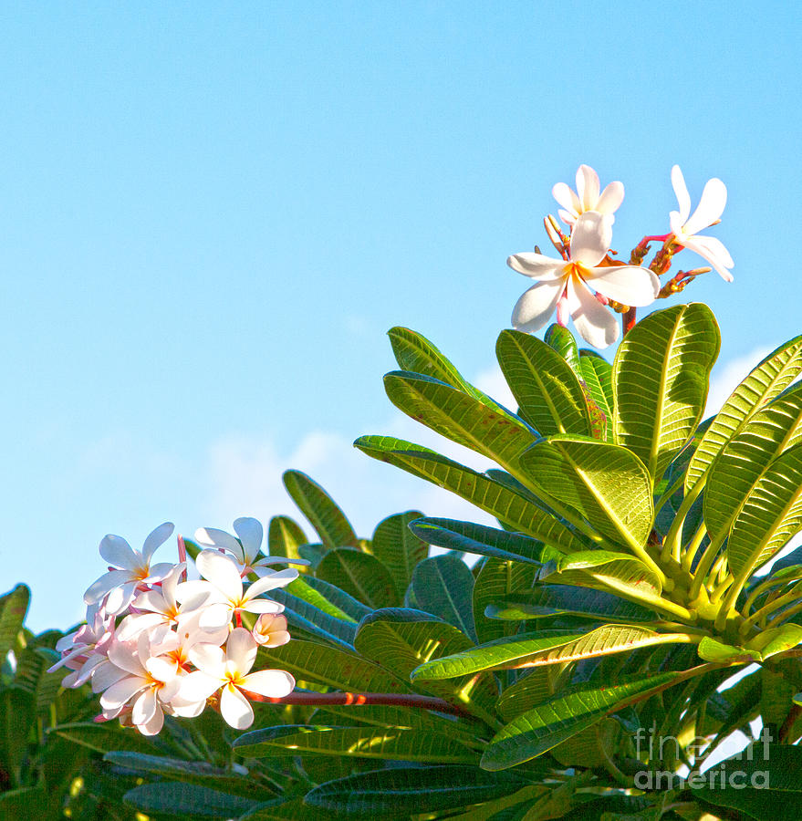 Plumeria Against Blue Sky Photograph by Roselynne Broussard