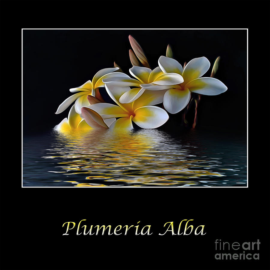 Plumeria Alba Photograph by Kaye Menner