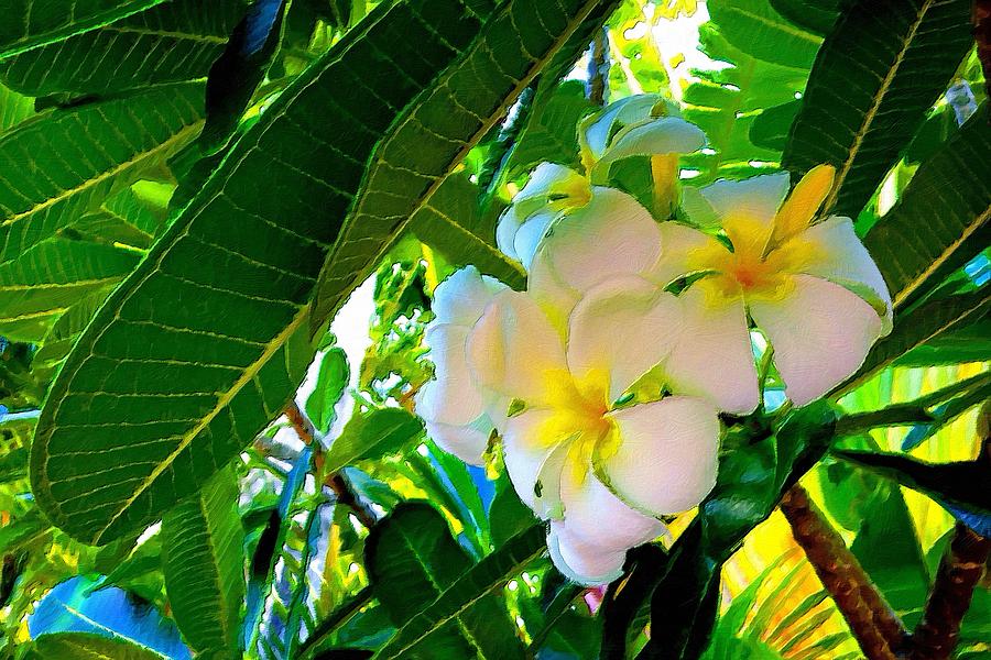 Plumeria Beauty by Florian Rodarte Plumeria Beauty by Florian Rodarte
